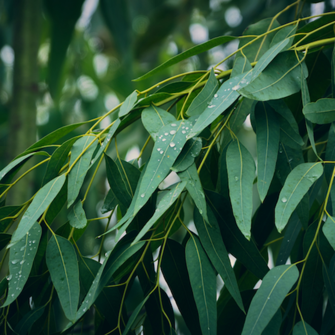 Eucalyptus blue gum essential oil, certified organic image 0